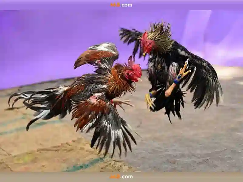 💎tỉ lệ cá cược bóng đá💎 💎tỉ lệ cá cược bóng đá💎